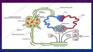 lymphatic system
