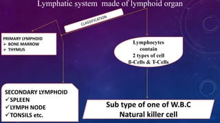 Lymphatic system made of lymphoid organ
Lymphocytes
contain
2 types of cell
ß-Cells & T-Cells
Sub type of one of W.B.C
Natural killer cell
SECONDARY LYMPHOID
SPLEEN
LYMPH NODE
TONSILS etc.
PRIMARY LYMPHOID
 BONE MARROW
 THYMUS
 