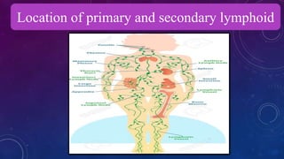Location of primary and secondary lymphoid
 