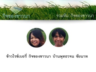 รวมทีม กิจของชาวนา 
ข้าวไรซ์เบอรี่ กิจของชาวนา บ้านพุทธวจน ชัยนาท  