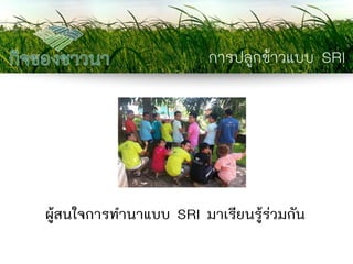 การปลูกข้าวแบบ SRI 
ผู้สนใจการทานาแบบ SRI มาเรียนรู้ร่วมกัน  