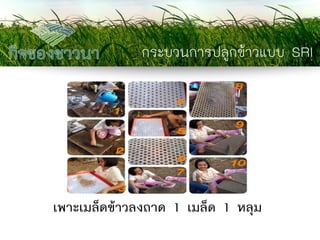 กระบวนการปลูกข้าวแบบ SRI 
เพาะเมล็ดข้าวลงถาด 1 เมล็ด 1 หลุม  
