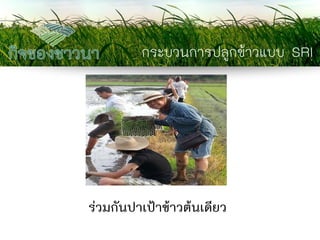 กระบวนการปลูกข้าวแบบ SRI 
ร่วมกันปาเป้าข้าวต้นเดียว  
