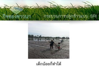 กระบวนการปลูกข้าวแบบ SRI 
เด็กน้อยก็ทาได้  