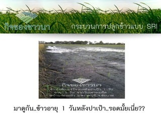 กระบวนการปลูกข้าวแบบ SRI 
มาดูกัน..ข้าวอายุ 1 วันหลังปาเป้า..รอดมั้ยเนี่ย??  