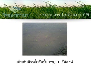 กระบวนการปลูกข้าวแบบ SRI 
เห็นต้นข้าวมั้ยกันมั้ย..อายุ 1 สัปดาห์  