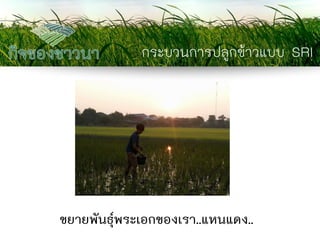 กระบวนการปลูกข้าวแบบ SRI 
ขยายพันธุ์พระเอกของเรา..แหนแดง..  