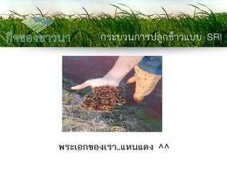 กระบวนการปลูกข้าวแบบ SRI 
พระเอกของเรา..แหนแดง ^^  