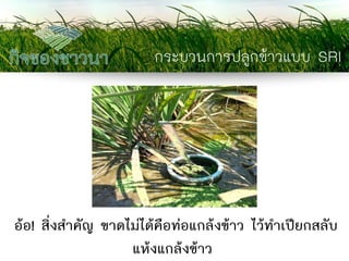 กระบวนการปลูกข้าวแบบ SRI 
อ้อ! สิ่งสาคัญ ขาดไม่ได้คือท่อแกล้งข้าว ไว้ทาเปียกสลับ แห้งแกล้งข้าว  