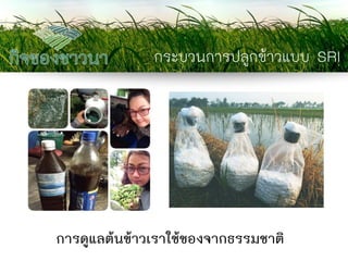 กระบวนการปลูกข้าวแบบ SRI 
การดูแลต้นข้าวเราใช้ของจากธรรมชาติ  