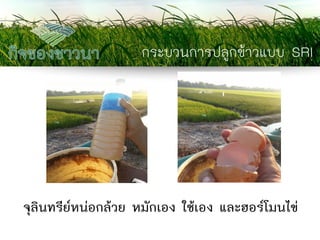 กระบวนการปลูกข้าวแบบ SRI 
จุลินทรีย์หน่อกล้วย หมักเอง ใช้เอง และฮอร์โมนไข่  