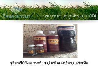 กระบวนการปลูกข้าวแบบ SRI 
จุลินทรีย์สังเคราะห์แสง,ไตรโคเดอร์มา,บอระเพ็ด  