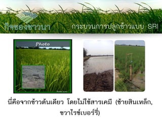 กระบวนการปลูกข้าวแบบ SRI 
นี่คือจากข้าวต้นเดียว โดยไม่ใช้สารเคมี (ซ้ายสินเหล็ก, ขวาไรซ์เบอร์รี่)  