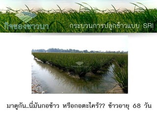 กระบวนการปลูกข้าวแบบ SRI 
มาดูกัน..นี่มันกอข้าว หรือกอตะไคร้?? ข้าวอายุ 68 วัน  