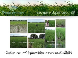 กระบวนการปลูกข้าวแบบ SRI 
เห็นกันจะจะนาที่ใช้จุลินทรีย์สังเคราะห์แสงกับที่ไม่ใช้  
