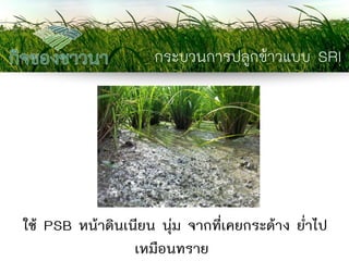 กระบวนการปลูกข้าวแบบ SRI 
ใช้ PSB หน้าดินเนียน นุ่ม จากที่เคยกระด้าง ย่าไป เหมือนทราย  