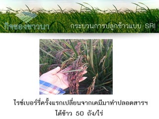 กระบวนการปลูกข้าวแบบ SRI 
ไรซ์เบอร์รี่ครั้งแรกเปลี่ยนจากเคมีมาทาปลอดสารฯ ได้ข้าว 50 ถัง/ไร่  