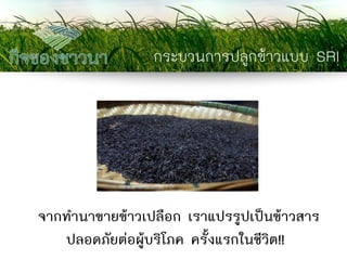 กระบวนการปลูกข้าวแบบ SRI 
จากทานาขายข้าวเปลือก เราแปรรูปเป็นข้าวสาร ปลอดภัยต่อผู้บริโภค ครั้งแรกในชีวิต!!  