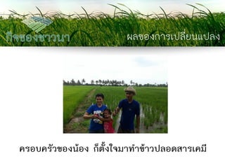ผลของการเปลี่ยนแปลง 
ครอบครัวของน้อง ก็ตั้งใจมาทาข้าวปลอดสารเคมี  