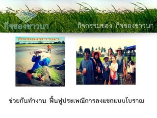 กิจกรรมของ กิจของชาวนา 
ช่วยกันทางาน ฟื้นฟูประเพณีการลงแขกแบบโบราณ  
