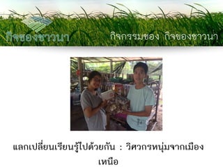 กิจกรรมของ กิจของชาวนา 
แลกเปลี่ยนเรียนรู้ไปด้วยกัน : วิศวกรหนุ่มจากเมือง เหนือ  