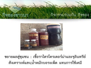 กิจกรรมร่วมกัน กิจของ ชาวนา 
ขยายผลสู่ชุมชน : เชื้อราไตรโครเดอร์ม่าและจุลินทรีย์ สังเคราะห์แสง,น้าหมักบอระเพ็ด แทนการใช้เคมี  