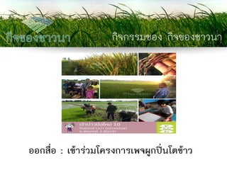 กิจกรรมของ กิจของชาวนา 
ออกสื่อ : เข้าร่วมโครงการเพจผูกปิ่นโตข้าว  