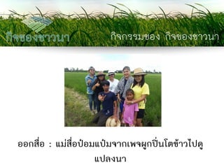 กิจกรรมของ กิจของชาวนา 
ออกสื่อ : แม่สื่อป๋อมแป๋มจากเพจผูกปิ่นโตข้าวไปดู แปลงนา  