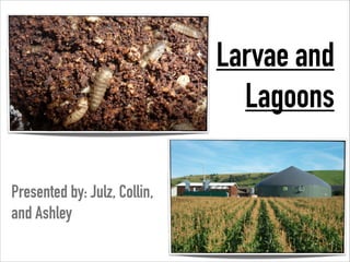Larvae and
Lagoons
Presented by: Julz, Collin,
and Ashley

 