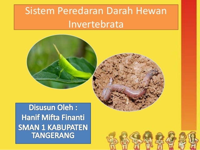 menjelaskan sistem  peredaran  darah  pada hewan  invertebrata 