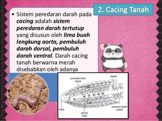 menjelaskan sistem  peredaran  darah  pada hewan  invertebrata 