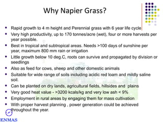 Why Napier Grass?















Rapid growth to 4 m height and Perennial grass with 6 year life cycle
Very high productivity, up to 170 tonnes/acre (wet), four or more harvests per
year possible.
Best in tropical and subtropical areas. Needs >100 days of sunshine per
year, maximum 800 mm rain or irrigation
Little growth below 10 deg.C, roots can survive and propagated by division or
seedlings
Also as feed for cows, sheep and other domestic animals
Suitable for wide range of soils including acidic red loam and mildly saline
soil.
Can be planted on dry lands, agricultural fields, hillsides and plains
Very good heat value - >3200 kcals/kg and very low ash < 9%
Employment in rural areas by engaging them for mass cultivation
With proper harvest planning , power generation could be achieved
throughout the year.

 