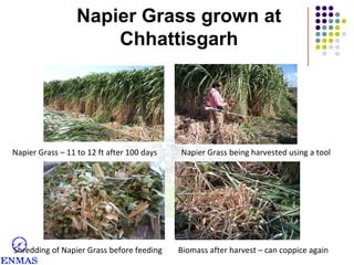 Napier Grass grown at
Chhattisgarh

Napier Grass – 11 to 12 ft after 100 days

Shredding of Napier Grass before feeding

Napier Grass being harvested using a tool

Biomass after harvest – can coppice again

 