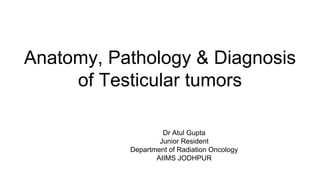Anatomy, Pathology & Diagnosis
of Testicular tumors
Dr Atul Gupta
Junior Resident
Department of Radiation Oncology
AIIMS JODHPUR
 