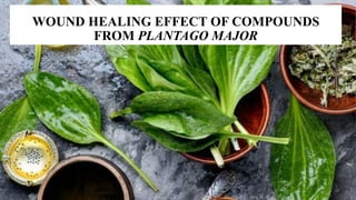 WOUND HEALING EFFECT OF COMPOUNDS
FROM PLANTAGO MAJOR
 