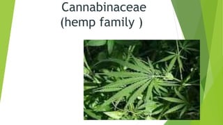 Cannabinaceae
(hemp family )
 
