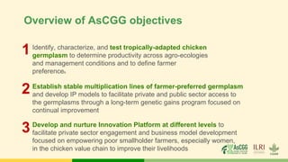 Overview of AsCGG objectives
Identify, characterize, and test tropically-adapted chicken
germplasm to determine productivity across agro-ecologies
and management conditions and to define farmer
preferences.
Establish stable multiplication lines of farmer-preferred germplasm
and develop IP models to facilitate private and public sector access to
the germplasms through a long-term genetic gains program focused on
continual improvement
Develop and nurture Innovation Platform at different levels to
facilitate private sector engagement and business model development
focused on empowering poor smallholder farmers, especially women,
in the chicken value chain to improve their livelihoods
1
2
3
 