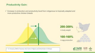 Productivity Gain:
✓ Increase in production and productivity level from indigenous to tropically adapted and
more productive chicken breeds
200-300%
in body weight
100-160%
in egg production
✓ SL Tanzania, AKM G Tanzania, Amo Farms in Nigeria and Ethiochicken in Ethiopia
 