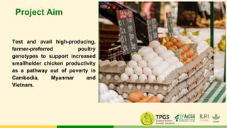 Asian Chicken Genetic Gains (AsCGG):   A platform for exploring, testing and delivering improved chickens for enhanced livelihood outcomes in South EastAsia