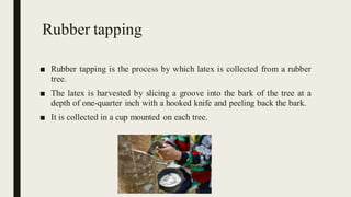 Rubber tapping
■ Rubber tapping is the process by which latex is collected from a rubber
tree.
■ The latex is harvested by slicing a groove into the bark of the tree at a
depth of one-quarter inch with a hooked knife and peeling back the bark.
■ It is collected in a cup mounted on each tree.
 
