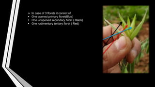  In case of 3 florets it consist of
 One opened primary floret(Blue)
 One unopened secondary floret ( Black)
 One rudimentary tertiary floret ( Red)
 