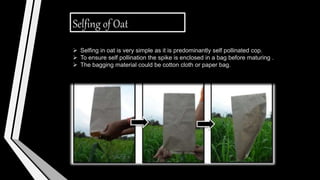 Selfing of Oat
 Selfing in oat is very simple as it is predominantly self pollinated cop.
 To ensure self pollination the spike is enclosed in a bag before maturing .
 The bagging material could be cotton cloth or paper bag.
 
