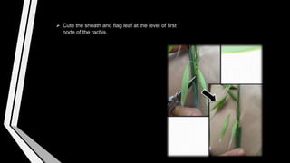  Cute the sheath and flag leaf at the level of first
node of the rachis.
 