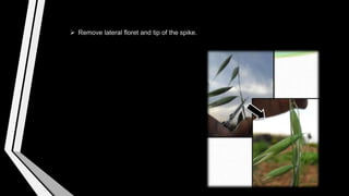  Remove lateral floret and tip of the spike.
 