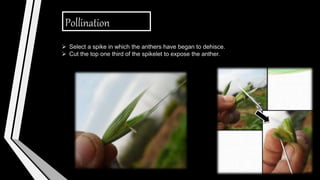 Pollination
 Select a spike in which the anthers have began to dehisce.
 Cut the top one third of the spikelet to expose the anther.
 