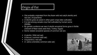 Origin of Oat
 Oat probably originated from the Asian wild red oat(A.sterilis) and
red oat ( A.byzantina)
 A.Sterilis grew as weed in other grain crops later cultivated.
 It is last among cereals crop that cultivated by human some
2000Bc.
 By genetic evidence we see A.sterilis ancestral forms grow in fertile
crescent of Near east( west Asia, Turkey, Egypt)
 Some related ancestral species of common oat are:
 A.sterilis ( Wild red oat)
 A.fatuva ( common wild oat)
 A.byzantina ( red oat)
 A. sativa orientalis( common side oat)
 
