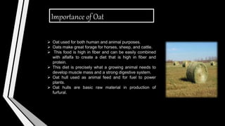 Importance of Oat
 Oat used for both human and animal purposes.
 Oats make great forage for horses, sheep, and cattle.
 This food is high in fiber and can be easily combined
with alfalfa to create a diet that is high in fiber and
protein.
 This diet is precisely what a growing animal needs to
develop muscle mass and a strong digestive system.
 Oat hull used as animal feed and for fuel to power
plants.
 Oat hulls are basic raw material in production of
furfural.
 