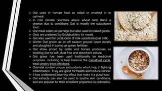 Oat uses in human food as rolled or crushed in to
oatmeal.
 In cold climate countries where wheat cant stand a
chance due to conditions Oat is mostly the substituent
food.
 Oat meal eaten as porridge but also used in baked goods.
 Oats are preferred by Bodybuilders for meals.
 Oat also used for production of milk substitutes(oat milk)
 Winter Oat grown as an off season ground cover mostly
and ploughed in spring as green fertilizer.
 Oat straw prized by cattle and horses producers as
bedding due to soft ,dust free and absorbent nature.
 Oat grass has been used traditionally for medicinal
purposes, including to help balance the menstrual cycle,
treat urinary tract infections.
 Oatmeal contain unique antioxidants which help in fighting
inflammation. They are good for health and reduce cancer
 It has cholesterol lowering effect that make it a good food.
 Oat extracts can also be used to soothe skin conditions,
and are popular for their emollient properties in cosmetics.
 