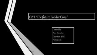 OAT “The future Fodder Crop”
Presented by:
Rana Asif Abbas
Department of PBG
PMAS-UAAR
 