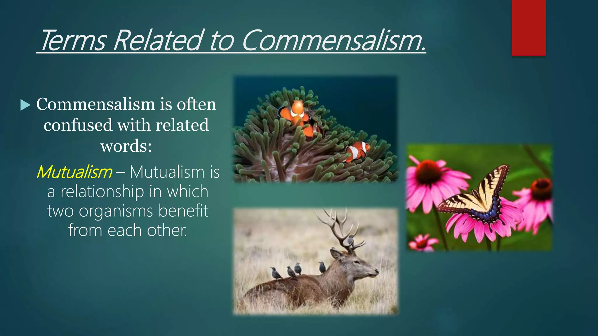 Commensalism Science Term